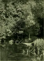 Picture 73 of 137 from Wall and water gardens (1901), leaf 167