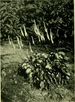 An illustration from Wall and water gardens (1901)