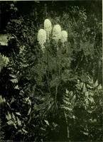 Picture 75 of 137 from Wall and water gardens (1901), leaf 176