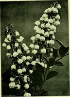 Picture 76 of 137 from Wall and water gardens (1901), leaf 182