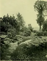 Picture 78 of 137 from Wall and water gardens (1901), leaf 187