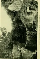 Picture 79 of 137 from Wall and water gardens (1901), leaf 191