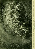 Picture 80 of 137 from Wall and water gardens (1901), leaf 194