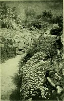 Picture 82 of 137 from Wall and water gardens (1901), leaf 202