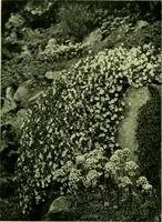 Picture 83 of 137 from Wall and water gardens (1901), leaf 203