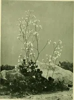 Picture 85 of 137 from Wall and water gardens (1901), leaf 207
