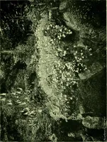 Picture 86 of 137 from Wall and water gardens (1901), leaf 210