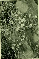Picture 88 of 137 from Wall and water gardens (1901), leaf 212