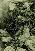 Picture 89 of 137 from Wall and water gardens (1901), leaf 213