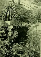 An illustration from Wall and water gardens (1901)