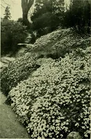 Picture 91 of 137 from Wall and water gardens (1901), leaf 217