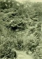 Picture 92 of 137 from Wall and water gardens (1901), leaf 218