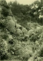 Picture 93 of 137 from Wall and water gardens (1901), leaf 219