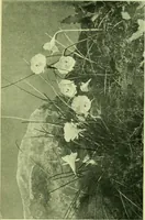 An illustration from Wall and water gardens (1901)