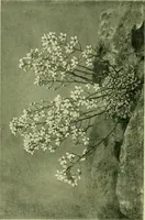 Picture 95 of 137 from Wall and water gardens (1901), leaf 223