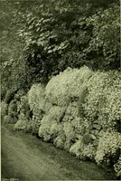 Picture 4 of 137 from Wall and water gardens (1901), leaf 23