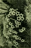 Picture 98 of 137 from Wall and water gardens (1901), leaf 230