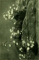 Picture 99 of 137 from Wall and water gardens (1901), leaf 234