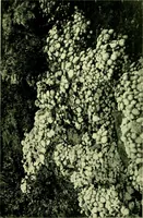 An illustration from Wall and water gardens (1901)