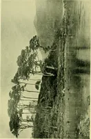 An illustration from Wall and water gardens (1901)
