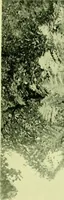 An illustration from Wall and water gardens (1901)