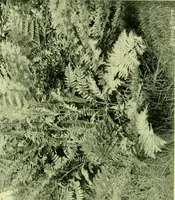 An illustration from Wall and water gardens (1901)