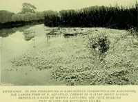 Picture 104 of 137 from Wall and water gardens (1901), leaf 250