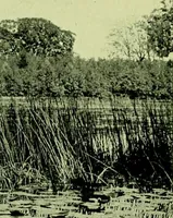 Picture 105 of 137 from Wall and water gardens (1901), leaf 254