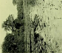An illustration from Wall and water gardens (1901)