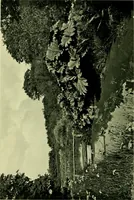 Picture 108 of 137 from Wall and water gardens (1901), leaf 255