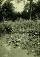 Picture 109 of 137 from Wall and water gardens (1901), leaf 258