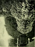 An illustration from Wall and water gardens (1901)