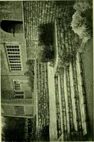 Picture 5 of 137 from Wall and water gardens (1901), leaf 26