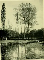 An illustration from Wall and water gardens (1901)