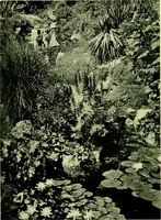 Picture 112 of 137 from Wall and water gardens (1901), leaf 266