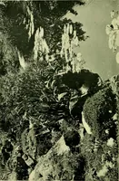 An illustration from Wall and water gardens (1901)