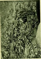 Picture 117 of 137 from Wall and water gardens (1901), leaf 286