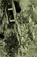 Picture 118 of 137 from Wall and water gardens (1901), leaf 287