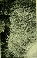 Picture 7 of 137 from Wall and water gardens (1901), leaf 30
