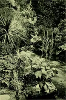 Picture 131 of 137 from Wall and water gardens (1901), leaf 326