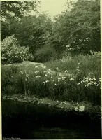 An illustration from Wall and water gardens (1901)