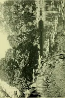Picture 133 of 137 from Wall and water gardens (1901), leaf 331