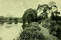 An illustration from Wall and water gardens (1901)
