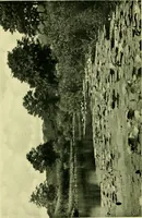 An illustration from Wall and water gardens (1901)