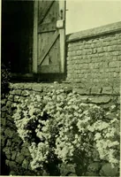 Picture 9 of 137 from Wall and water gardens (1901), leaf 34