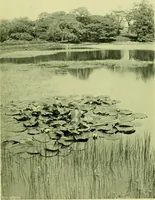 Picture 137 of 137 from Wall and water gardens (1901), leaf 342