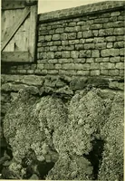 Picture 10 of 137 from Wall and water gardens (1901), leaf 35