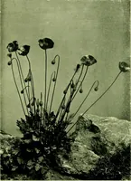 An illustration from Wall and water gardens (1901)