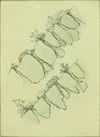 An illustration from Wall and water gardens (1901)