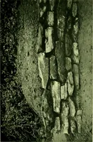 Picture 15 of 137 from Wall and water gardens (1901), leaf 46